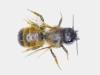 Osmia bicornis